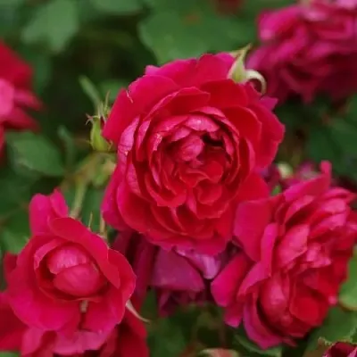 Саженцы роз КВАДРА плетистая  Саженцы роз КВАДРА плетистая в Вологде