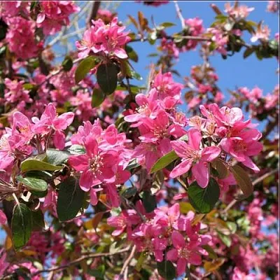 Яблоня ХЕЛЕНА декоративная  Яблоня ХЕЛЕНА декоративная в Вологде