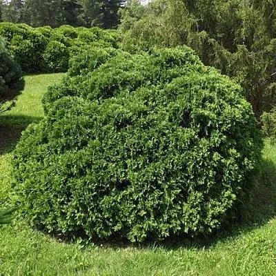 Туя УМБРАКУЛИФЕРА западная  Туя УМБРАКУЛИФЕРА западная в Вологде