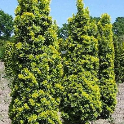 Тис ДАВИД ягодный  Тис ДАВИД ягодный в Вологде