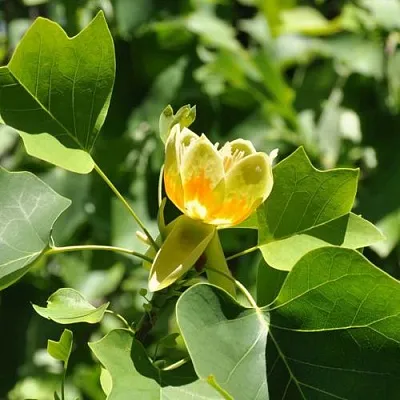 ЛИРИОДЕНДРОН тюльпанный в Вологде