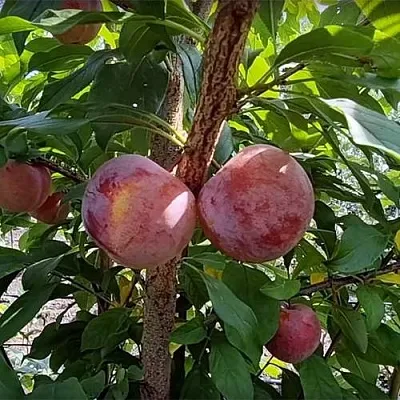 Плуот ГЕО ПРАЙД  Плуот ГЕО ПРАЙД в Вологде