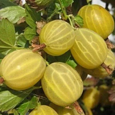 Крыжовник КУРШУ ДЗИНТАРС  Крыжовник КУРШУ ДЗИНТАРС в Вологде