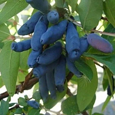 Жимолость съедобная ГОРДОСТЬ БАКЧАРА в Вологде