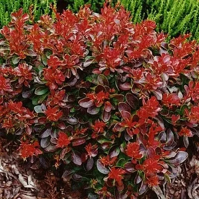 Барбарис КАРМЕН тунберга  Барбарис КАРМЕН тунберга в Вологде