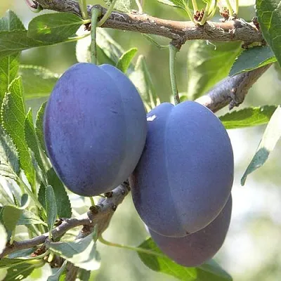 Слива СТЭНЛИ  Слива СТЭНЛИ в Вологде