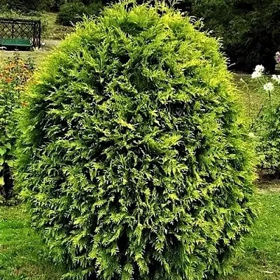 Туя ТИП ТОП западная в Вологде