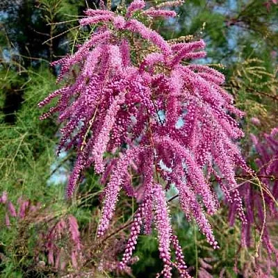 Тамарикс ПИНК КАСКАД  Тамарикс ПИНК КАСКАД в Вологде