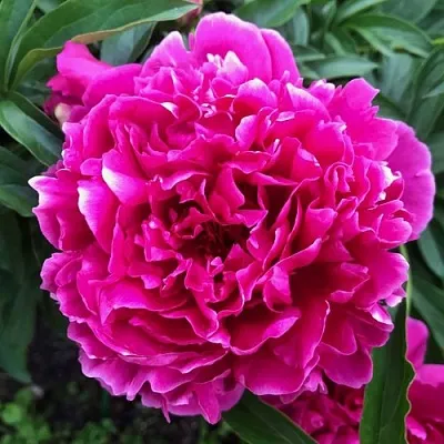 Пион КАРЛ РОЗЕНФЕЛЬД травянистый в Вологде