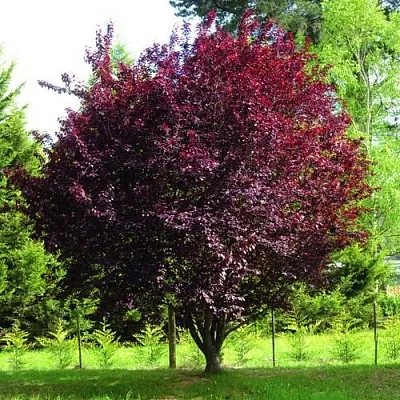 Слива НИГРА растопыреная   Слива НИГРА растопыреная  в Вологде