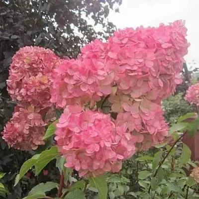 Гортензия АМАРИН метельчатая  Гортензия АМАРИН метельчатая в Вологде