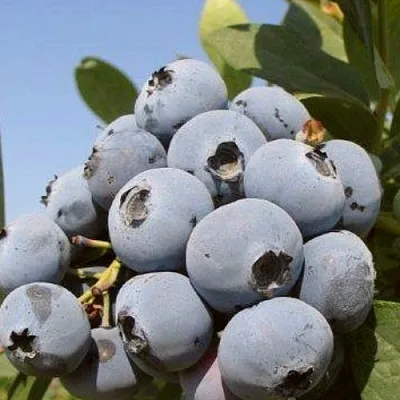 Голубика ЦУКЕР ТРАУБЕ в Вологде