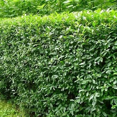 Бирючина обыкновенная  Бирючина обыкновенная в Вологде