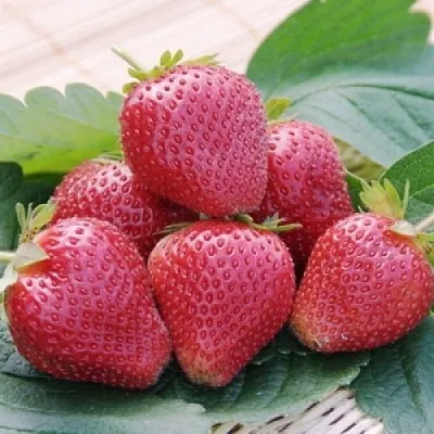 Клубника ВИМА КСИМА  Клубника ВИМА КСИМА в Вологде