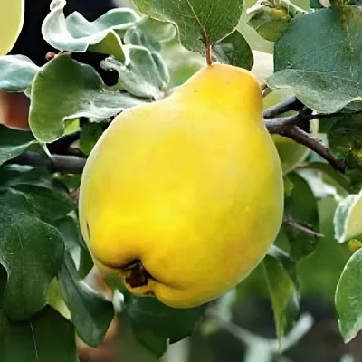 Айва МИР  Айва МИР в Вологде