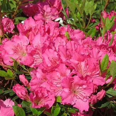 Азалия КИРСТИН японская  Азалия КИРСТИН японская в Вологде