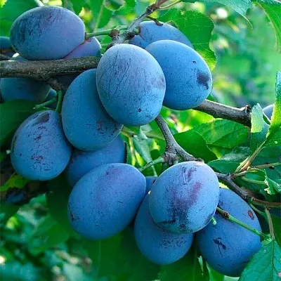 Синяя   Синяя  в Вологде