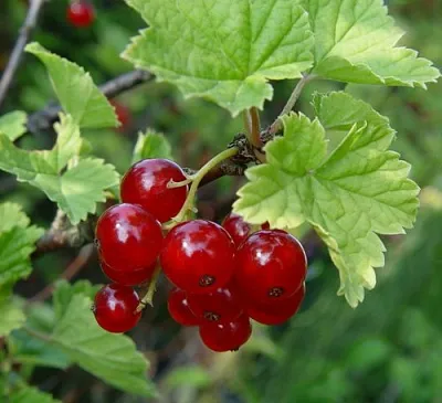 Смородина альпийская ШМИДТ в Вологде