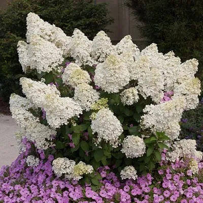 Гортензия БОБО метельчатая в Вологде