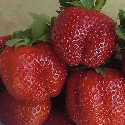 Клубника ДЕСТЕНИ  Клубника ДЕСТЕНИ в Вологде