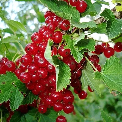 Смородина красная ГОЛЛАНДСКАЯ КРАСНАЯ в Вологде