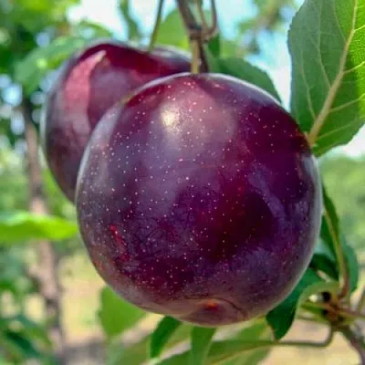 Слива АНЖЕЛИНО  Слива АНЖЕЛИНО в Вологде
