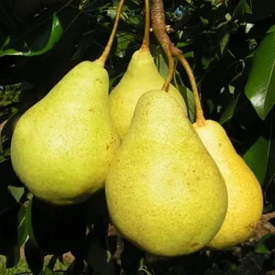 Груша ВИЛИЯ в Вологде