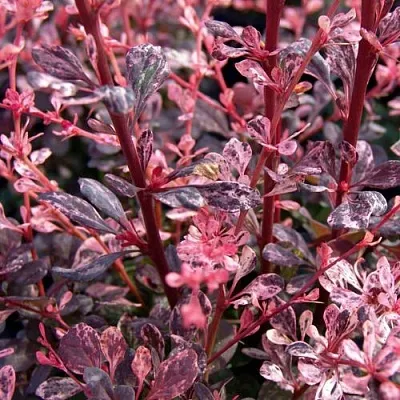 Барбарис АРЛЕКИН тунберга  Барбарис АРЛЕКИН тунберга в Вологде