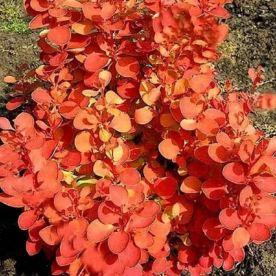 Барбарис ОРАНЖ ФАЙЕР тунберга  Барбарис ОРАНЖ ФАЙЕР тунберга в Вологде