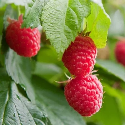 Малина МАРАВИЛЛА  Малина МАРАВИЛЛА в Вологде