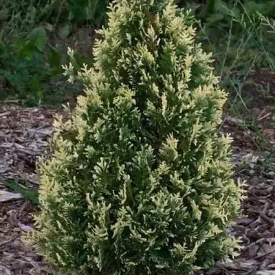 Туя БРАБАНТ ВАРИЕГАТТА западная в Вологде