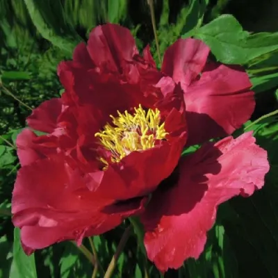 Пион КРАСНЫЙ ЛОТОС древовидный в Вологде