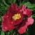 Пион КРАСНЫЙ ЛОТОС древовидный — описание сорта Пион КРАСНЫЙ ЛОТОС древовидный в Вологде