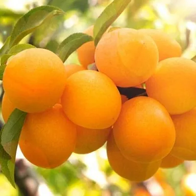 Слива МАРА  Слива МАРА в Вологде