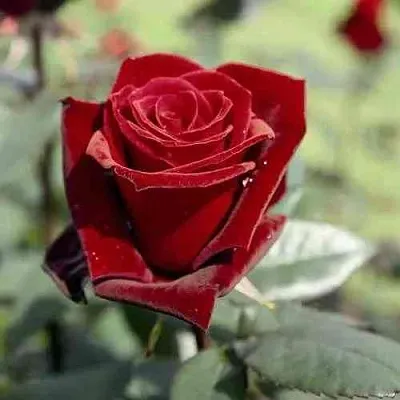 Саженцы роз ТАБУ чайно-гибридная в Вологде