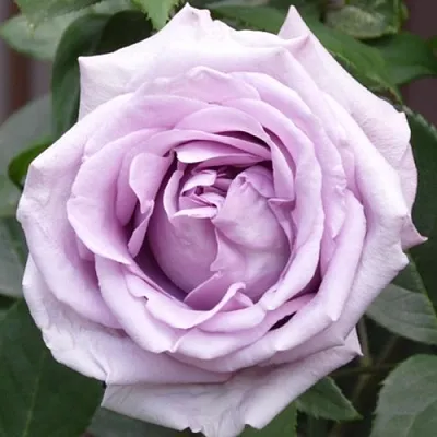 Саженцы роз ИНДИГОЛЕТТА плетистая  Саженцы роз ИНДИГОЛЕТТА плетистая в Вологде