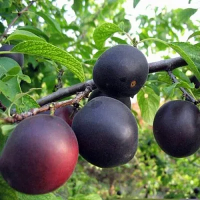 ЧЕРРИКОС  ЧЕРРИКОС в Вологде