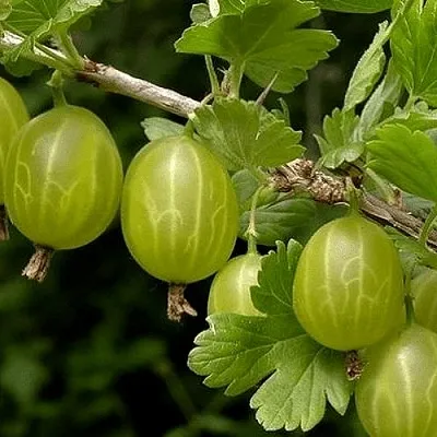 Крыжовник УРАЛЬСКИЙ БЕСШИПНЫЙ  Крыжовник УРАЛЬСКИЙ БЕСШИПНЫЙ в Вологде