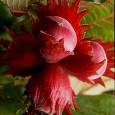 Фундук БАГРЯНЕЦ в Вологде