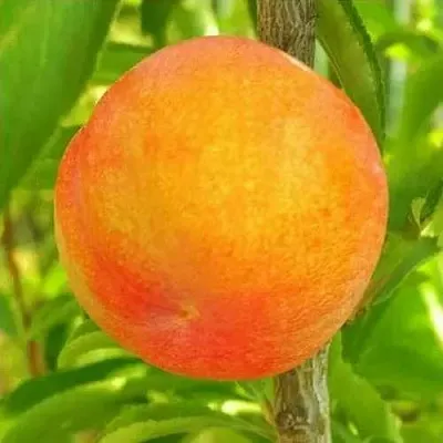 Шарафуга БЕЛЛА ГОЛД  Шарафуга БЕЛЛА ГОЛД в Вологде