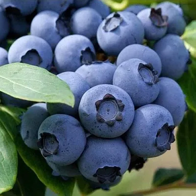 Голубика СПАРТАН в Вологде