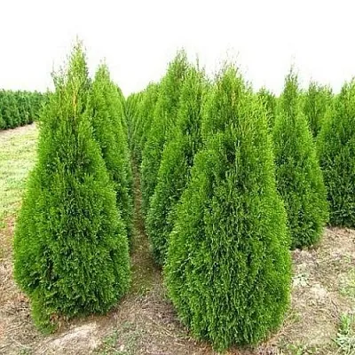 Туя СМАРАГД западная в Вологде
