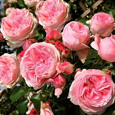 Саженцы роз ДЖАРДИНА плетистая  Саженцы роз ДЖАРДИНА плетистая в Вологде