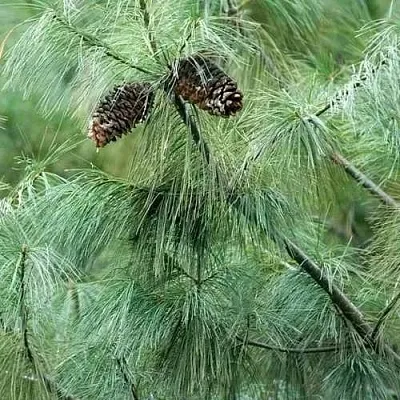 Сосна АРМАНДИ  Сосна АРМАНДИ в Вологде