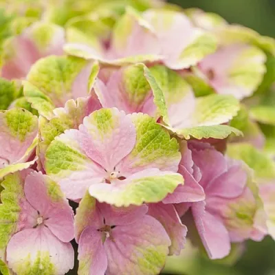 Гортензия МЭДЖИКАЛ КРИСТАЛЛ крупнолистная в Вологде