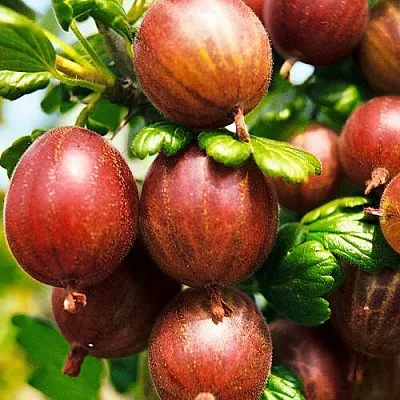 Крыжовник ШЕРШНЕВСКИЙ  Крыжовник ШЕРШНЕВСКИЙ в Вологде