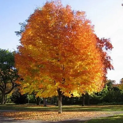 Клен серебристый в Вологде