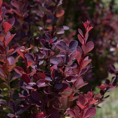 Барбарис ХЕЛМОНД ПИЛЛАР тунберга  Барбарис ХЕЛМОНД ПИЛЛАР тунберга в Вологде