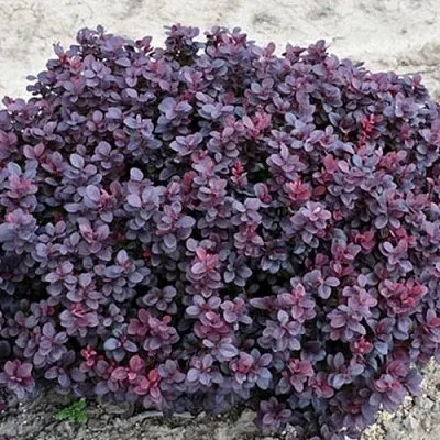 Барбарис КОНКОРД тунберга  Барбарис КОНКОРД тунберга в Вологде