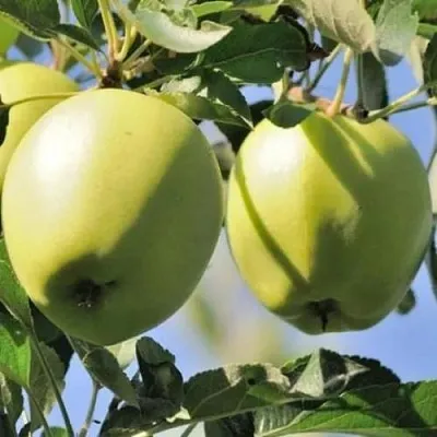 Яблоня САХАРНАЯ  Яблоня САХАРНАЯ в Вологде